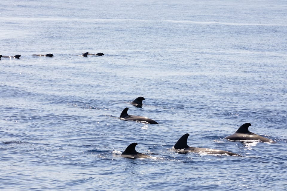 Madeira : Whales and Dolphins wooden boat excursion - Cabo Girão swim stop: refreshing when it happens