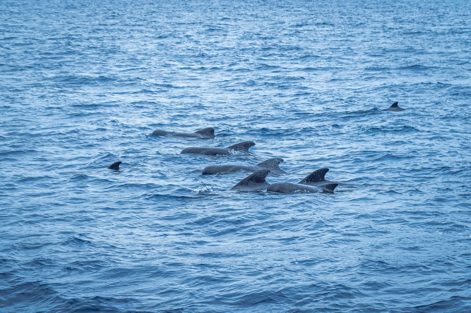 Madeira : Whales and Dolphins wooden boat excursion - Comfort on board: shade, space, and small perks