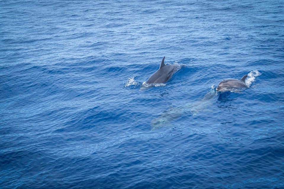 Madeira : Whales and Dolphins wooden boat excursion - Who this tour suits best (and who should rethink it)