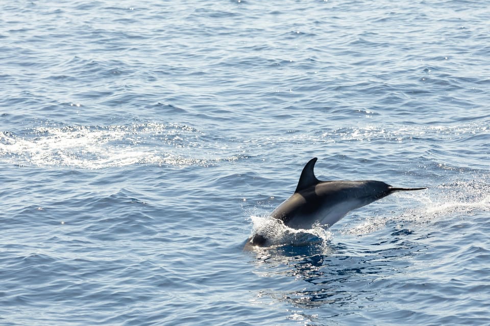 Madeira : Whales and Dolphins wooden boat excursion - Should you book the Madeira wooden boat excursion?