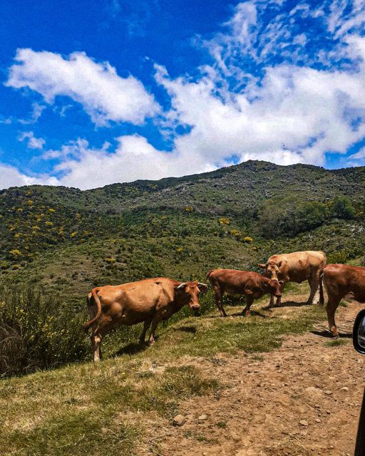 Madeira Wild West 4X4 Tour Safari - Fanal Forest: a guided pause among centuries-old trees