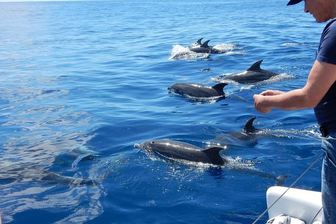 Magic Dolphin Celebrity - A 25-Passenger Sea Safari From Funchal