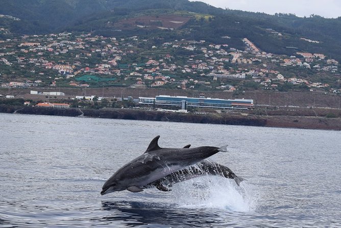 Magic Dolphin Celebrity - Catamaran Wildlife Search: How the Crew Finds Whales and Dolphins