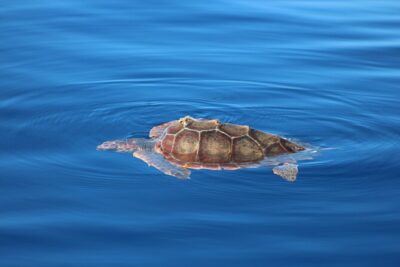 Magic Dolphin Celebrity - Jeep Tour Choice: East or West Madeira