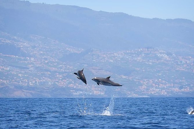 Magic Dolphin Celebrity - The Return Views: Funchal Bays and Reid’s Hotel to Churchill