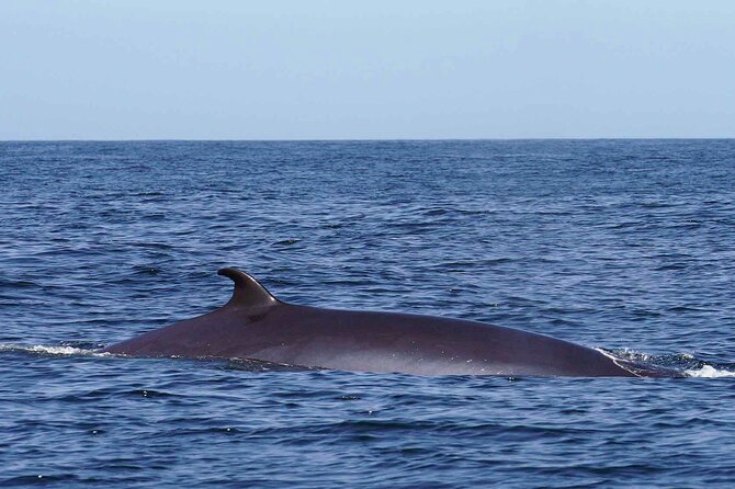 Magic Dolphin Sea Safaris - The 2-hour plan from Funchal Marina (and why time matters)