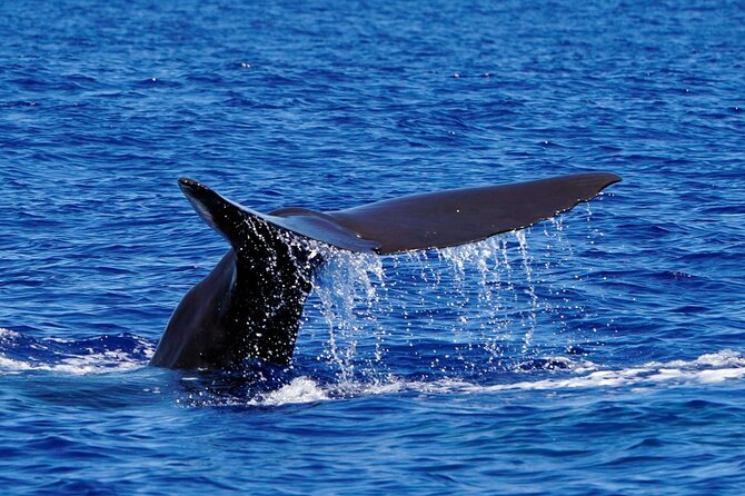 Magic Dolphin Sea Safaris - What you might see offshore Madeira—and what if it’s not a whale show