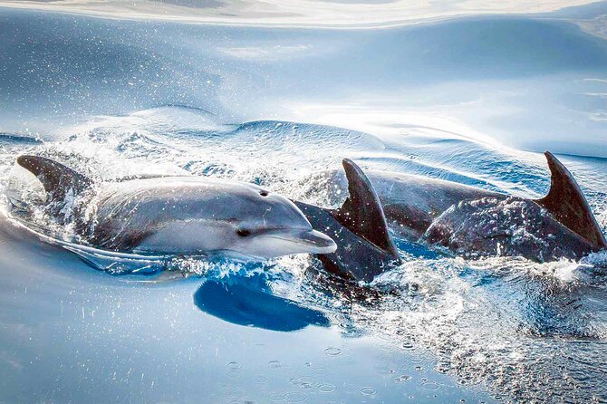 Magic Dolphin Sea Safaris - Price and logistics: is $60.49 a good value for what you get?