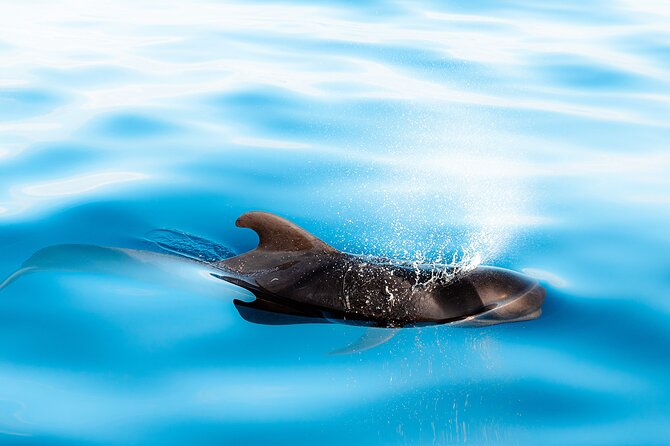 Magic Dolphin Sea Safaris - Final call: should you book Magic Dolphin Sea Safaris?