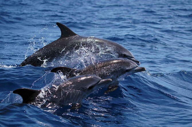 Magic Dolphin Sea Safaris - FAQ