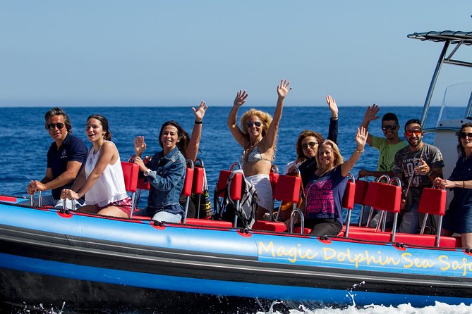 Magic Dolphin Sea Safaris - New 250hp power and 360° viewing: the “why” behind the speedboat choice