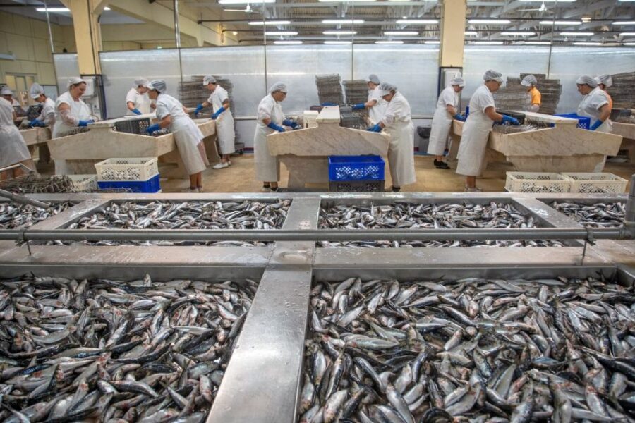 Matosinhos: Conservas Pinhais Factory Tour - Tasting at Can-Tin Café: sardines plus a drink