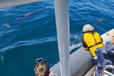 Meet the Lisbon Dolphins - Dolphin Watching in Lisbon - When the boat goes into the ocean