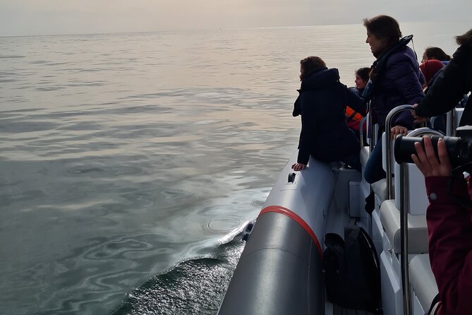Meet the Lisbon Dolphins - Dolphin Watching in Lisbon - Watching dolphins like you actually know what you’re seeing