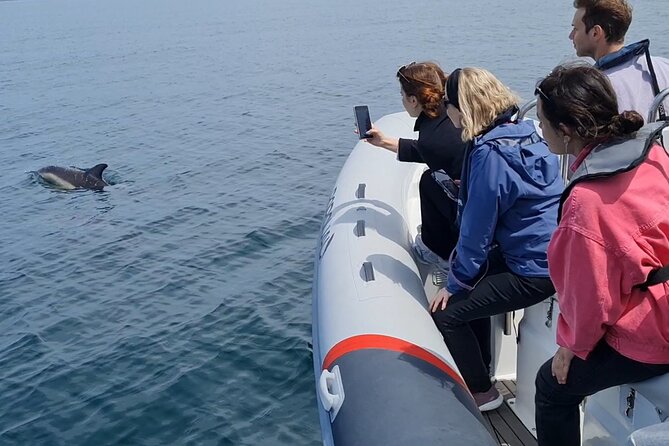 Meet the Lisbon Dolphins - Dolphin Watching in Lisbon - The landmark pass: facts while you travel