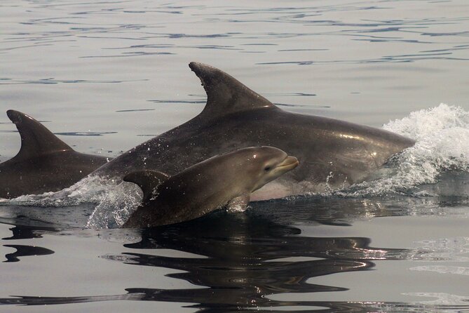 Meet the Lisbon Dolphins - Dolphin Watching in Lisbon - What to pack so the morning stays fun