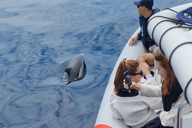 Meet the Lisbon Dolphins - Dolphin Watching in Lisbon - Group size, boat style, and why it matters for dolphins