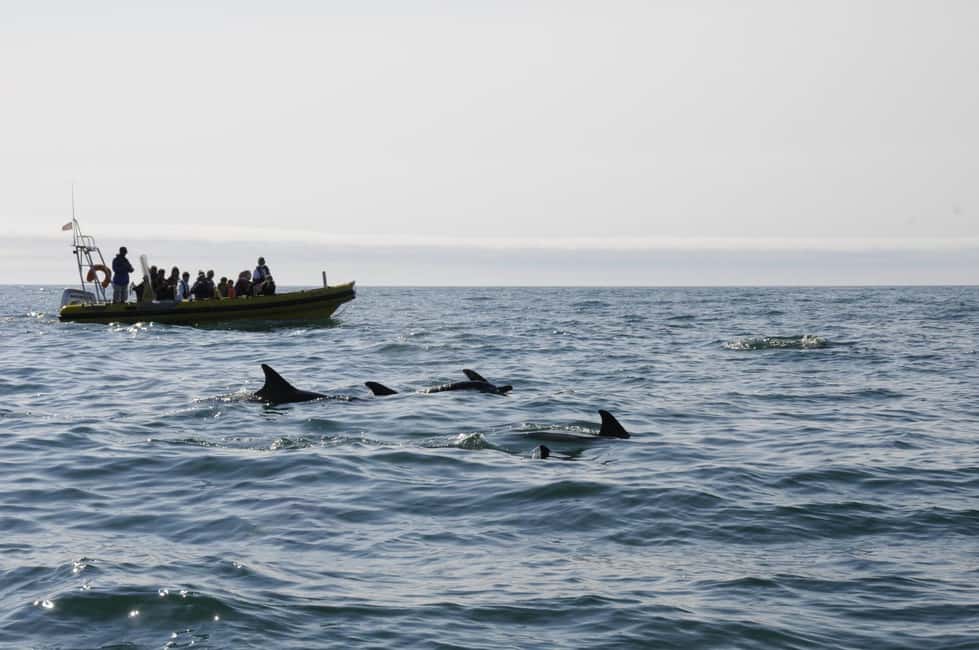 Nazaré: Dolphin Safari - Key things to know before you go