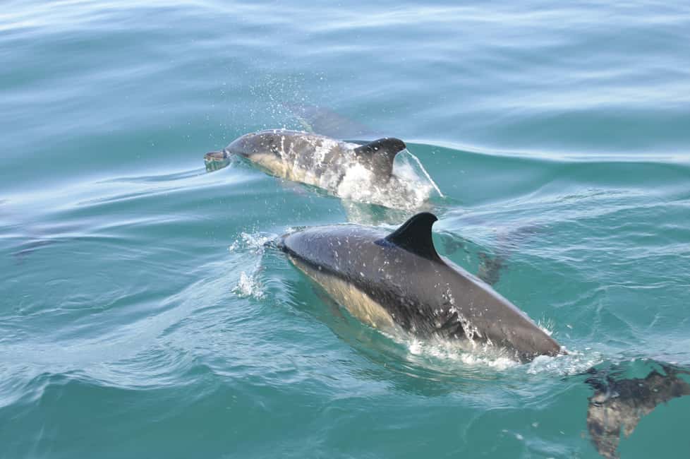 Nazaré: Dolphin Safari - Why Nazaré is a strong choice for dolphin watching