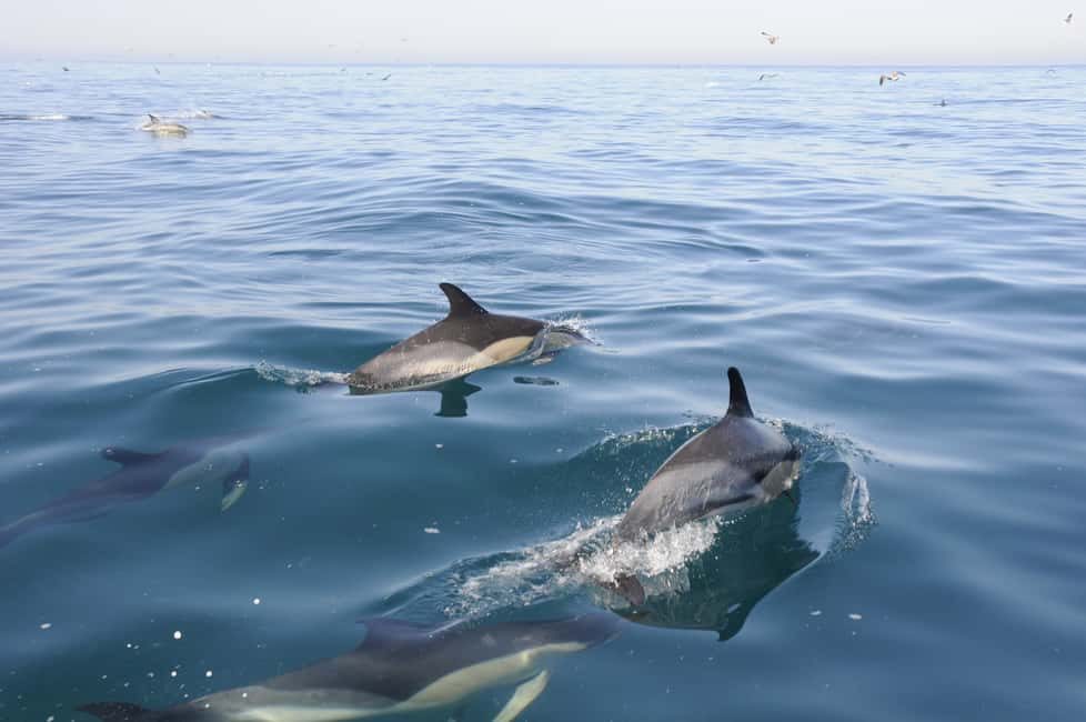 Nazaré: Dolphin Safari - The early cruise and safety briefing: how the trip stays smooth