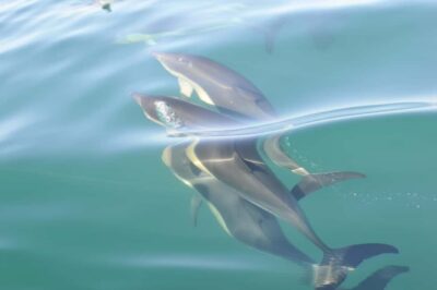 Nazaré: Dolphin Safari - Meeting at Avenida Manuel Remígio: start simple and be ready