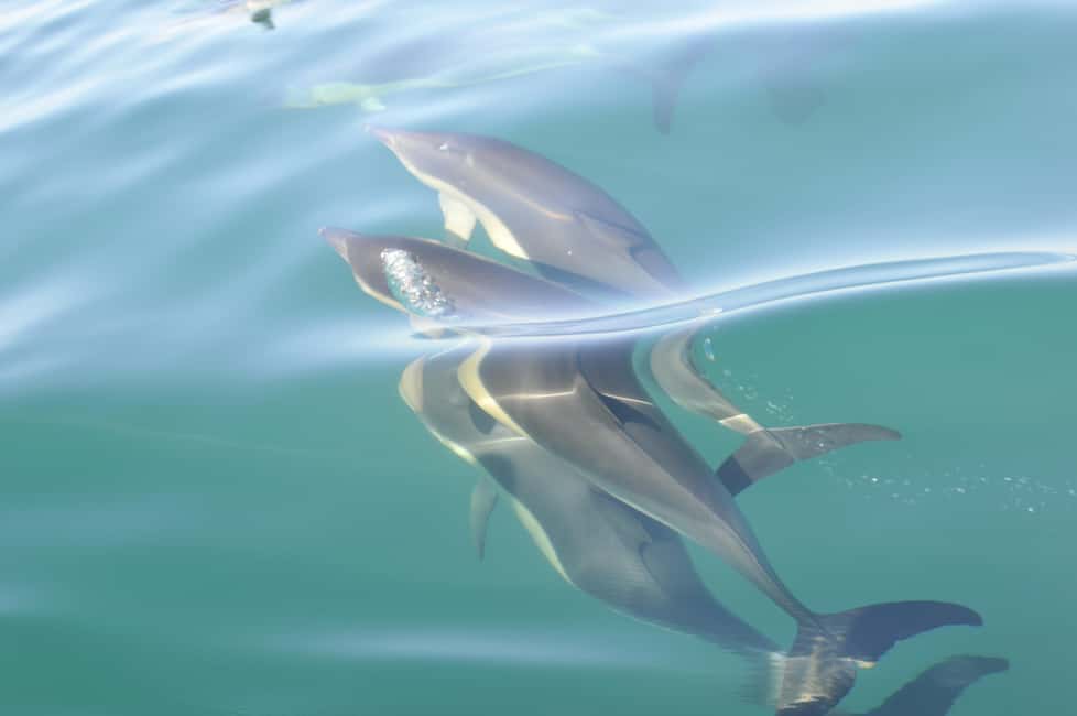 Nazaré: Dolphin Safari - Meeting at Avenida Manuel Remígio: start simple and be ready