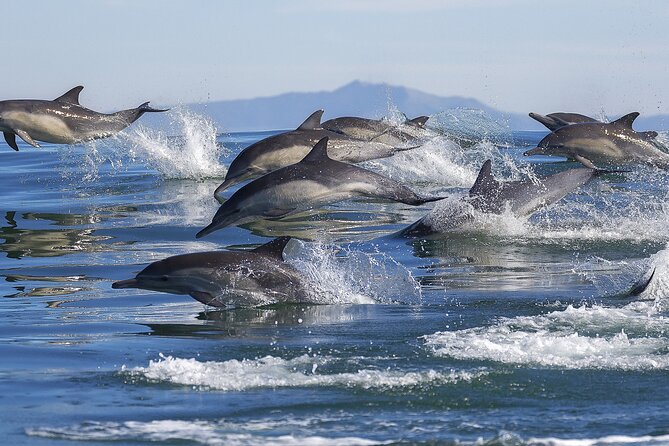 NEW Lagos-Watching Dolphins and Benagil Cave with Biologists - Lagos Dolphin Watching and Benagil: Why This Combo Makes Sense