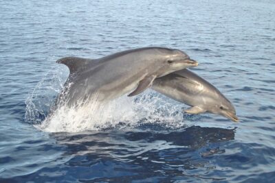 NEW Lagos-Watching Dolphins and Benagil Cave with Biologists - Price and Boat Time: Is $72.59 Good Value?