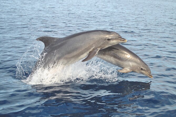 NEW Lagos-Watching Dolphins and Benagil Cave with Biologists - Price and Boat Time: Is $72.59 Good Value?
