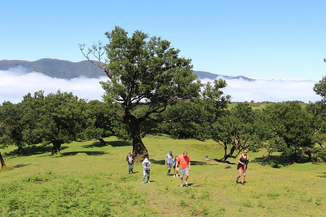 Northwest Terraces and Volcanic Pools 4x4 Full Day Tour - Ribeira da Janela and Porto Moniz Natural Pools