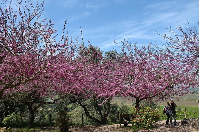 Óbidos historic village and Mafra Palace Private Tour - Why Mafra feels different from big day-trip crowds