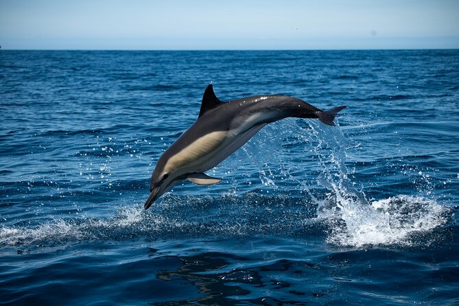 Observation of Dolphins and Whales with Marine Biologist in Arrábida - Key Points You’ll Care About