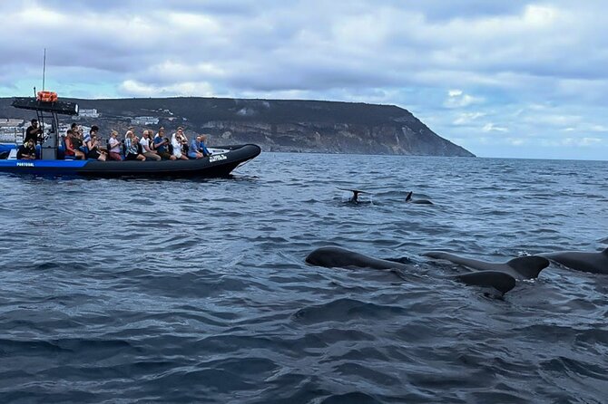 Observation of Dolphins and Whales with Marine Biologist in Arrábida - Arrábida Natural Park Cruise: What You’ll See on the Water