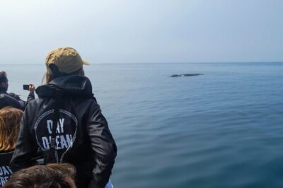 Observation of Dolphins and Whales with Marine Biologist in Arrábida - Marine Biologist Guidance: Why the Dolphins Feel Meaningful