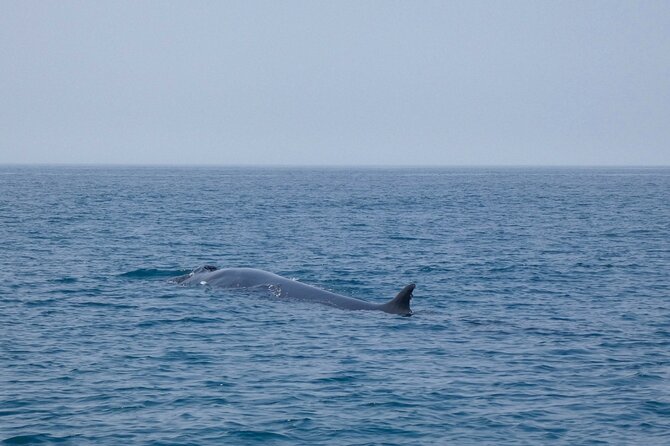 Observation of Dolphins and Whales with Marine Biologist in Arrábida - Price and Value: Is $66.54 Worth It