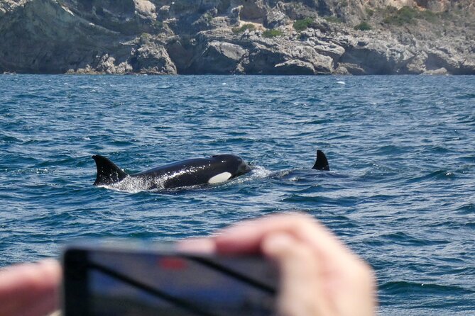 Observation of Dolphins and Whales with Marine Biologist in Arrábida - Timing, Weather, and Realistic Expectations