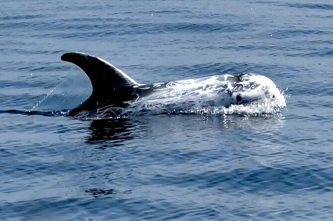 Observation of Dolphins and Whales with Marine Biologist in Arrábida - What to Pack for a 3-Hour Boat Trip
