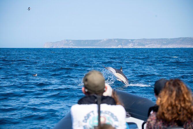 Observation of Dolphins and Whales with Marine Biologist in Arrábida - Who This Tour Fits Best (and Who Might Want to Pass)