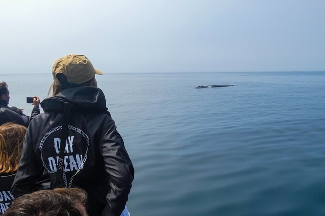 Observation of Dolphins and Whales with Marine Biologist in Arrábida - Marine Biologist Guidance: Why the Dolphins Feel Meaningful