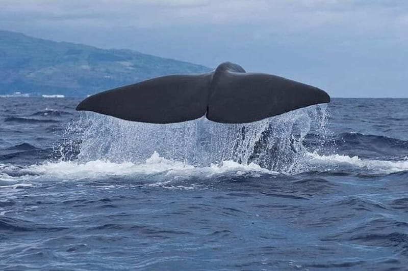 Observation of whales and dolphins in island Pico - Key points before you go