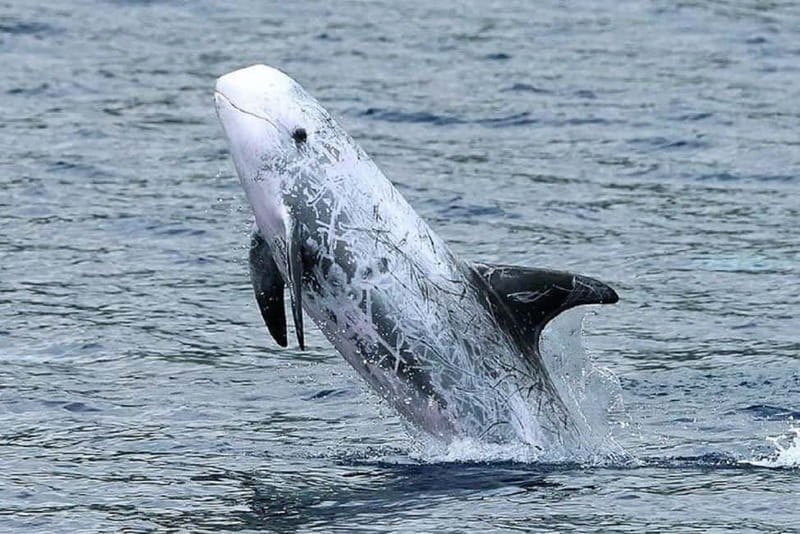 Observation of whales and dolphins in island Pico - Whale and dolphin watching from Lajes do Pico’s waterfront