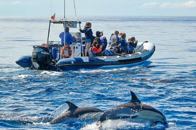 Observation of whales and dolphins in island Pico - What you’ll learn from the crew (and why it changes the whole tour)