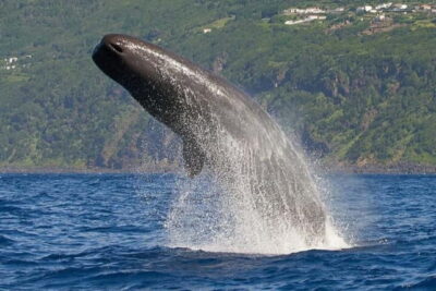 Observation of whales and dolphins in island Pico - The 2.5-hour experience: what the sea time is really like