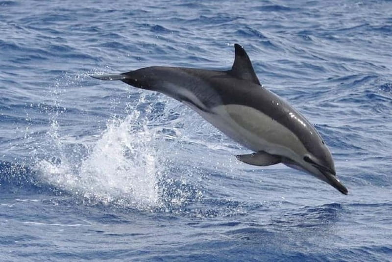 Observation of whales and dolphins in island Pico - Finding the meeting point: Bela Vista Travel on Avenida Marginal