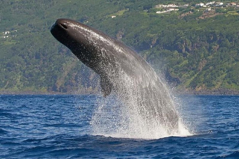 Observation of whales and dolphins in island Pico - The 2.5-hour experience: what the sea time is really like