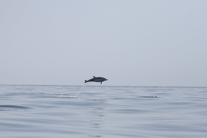 Observing Dolphins in Faro - Key Highlights You’ll Feel Right Away
