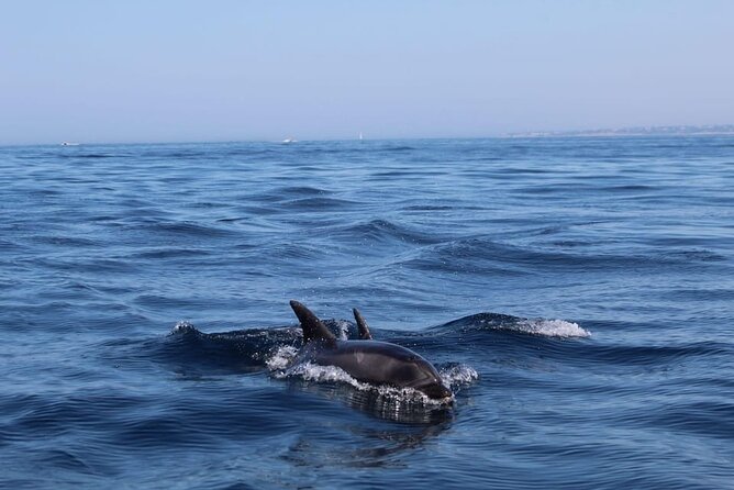 Observing Dolphins in Faro - Ria Formosa: The Calm Start That Sets Up the Dolphin Hunt