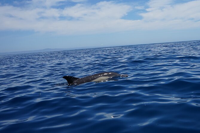 Observing Dolphins in Faro - Price and Value: Is $60.01 a Fair Deal for Dolphin Watching in Faro?