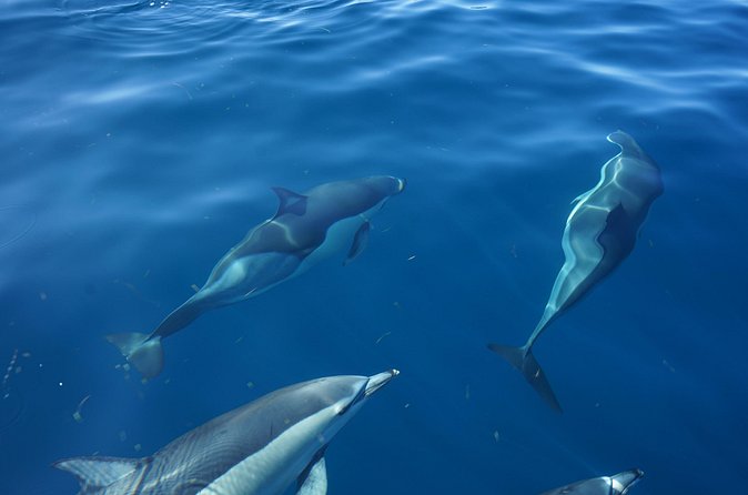 Observing Dolphins in Faro - Practical Tips: What to Wear, What to Bring, and How to Maximize Your Chances