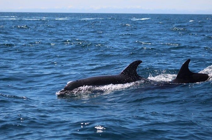 Observing Dolphins in Faro - Who This Dolphin Watching Boat Trip in Faro Works Best For